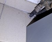 invasion de rats nantes