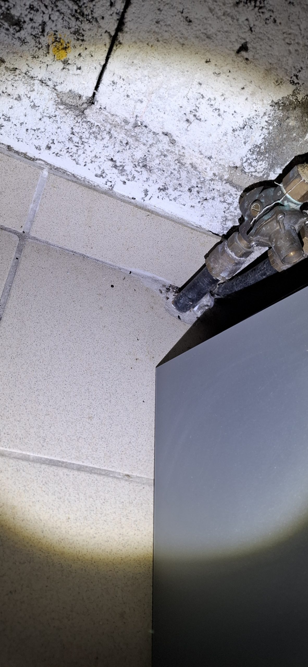 invasion de rats nantes